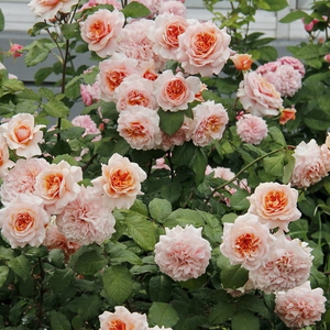 Лососево-розовая - Ностальгическая роза